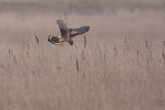 Hunting adult female Hen Harrier.