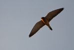 <b>Lesser Kestrel <i>(Falco naumanni)</i></b>