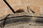Adult female Lesser Kestrel.