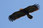 Juvenile Lesser Spotted Eagle.