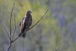 Adult Lesser Spotted Eagle. 