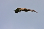 Adult Lesser-spotted Eagle.