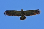 Adult Lesser-spotted Eagle.