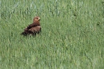 Immature (2cy)  Lesser Spotted Eagle