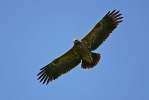 Immature Lesser-spotted Eagle.