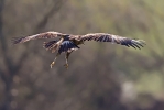Hunting adult Lesser Spotted Eagle.
