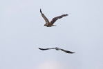 Adult male Montagu's Harrier chasing a Marsh Harrier. . 