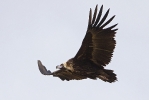 Possibly a 3cy Cinereous Vulture.