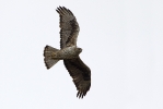 Adult male (?) Bonelli's Eagle.