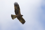 Adult Booted Eagle (dark morph).