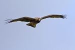 Adult Booted Eagle (dark morph).