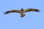 Adult Booted Eagle (pale morph).