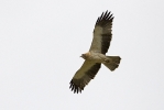 Adult Booted Eagle (pale morph).