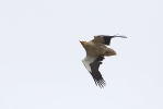 Adult Egyptian Vulture chasing another vulture..