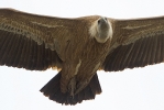 Adult Griffon Vulture.