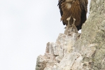 Immatur Griffon Vulture.