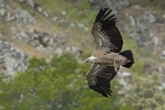 Adult Griffon Vulture.