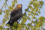 Near-adult Lesser Spotted Eagle.