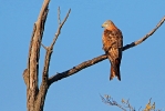 Adult Red Kite.