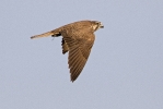 Juvenile female Saker Falcon.