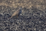 Juvenile female Saker Falcon.