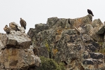 Adult female Spanish Imperial Eagle with Griffon Vultures.