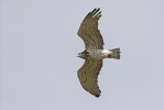 Near-adult male (?) Short-toed Eagle.
