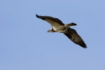 Adult Osprey