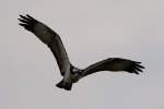 <b>Osprey <i>(Pandion haliaetus)</i></b>