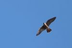 Juvenile Peregrine Falcon.