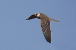 Young Red-footed Falcon
