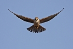 Young Red-footed Falcon
