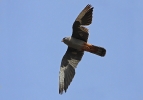 2nd cy male Red-footed Falcon.