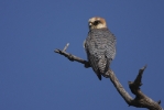 Adult female Red-footed Falcon.