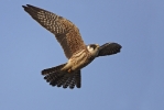 Juvenile Red-footed Falcon.