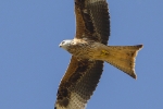 2cy Red Kite.