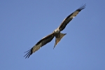 Adult Red Kite.