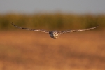 Adult female Saker Falcon.