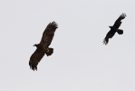 Adult female Steppe Eagle.