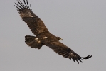 Adult female Steppe Eagle.