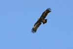2nd cy Steppe Eagle.
