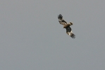 Juvenile Steppe Eagle.