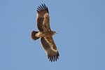 Juvenile Steppe Eagle.