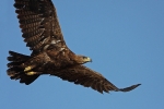 Adult Steppe Eagle.