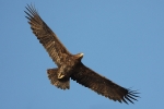 Adult Steppe Eagle.