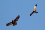 Western Marsh Harrier adult female and adult male.