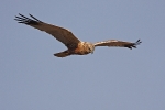 Adult male Marsh Harrier.