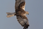 First adult male Marsh Harrier. 