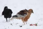 Adult male Marsh Harrier with a Raven.
