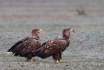 4th cy and adult White-tailed Eagles